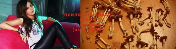 стаф Алзамай