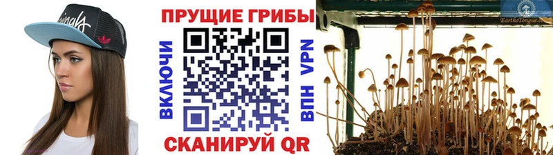 Псилоцибиновые грибы мицелий  где можно купить   Павловский Посад 
