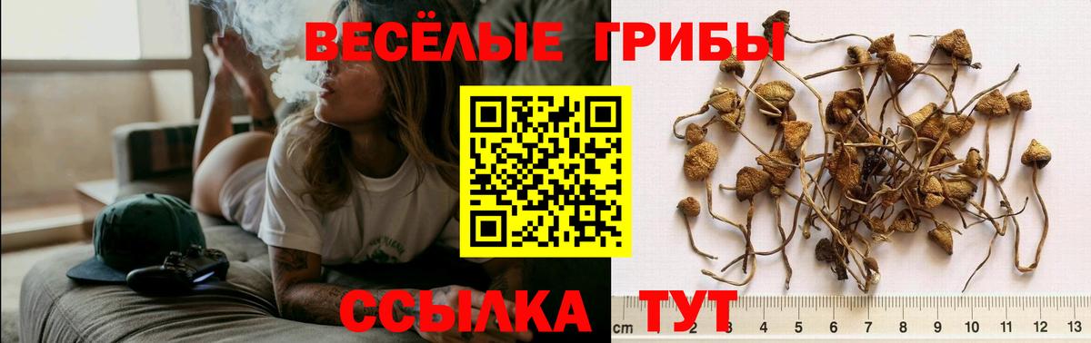 Галлюциногенные грибы мицелий Павловский Посад